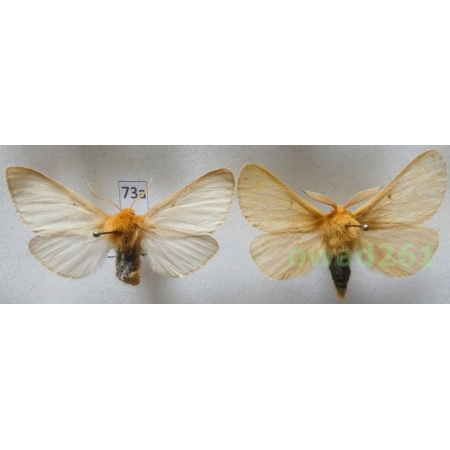 Lemonia taraxaci (Denis & Schiffermüller, 1775) pair Czech73a